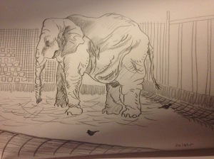 One of the (rather sad looking) elephants at the zoo. I was having a go at Rembrandt's drawing - one of my favorites of his.  